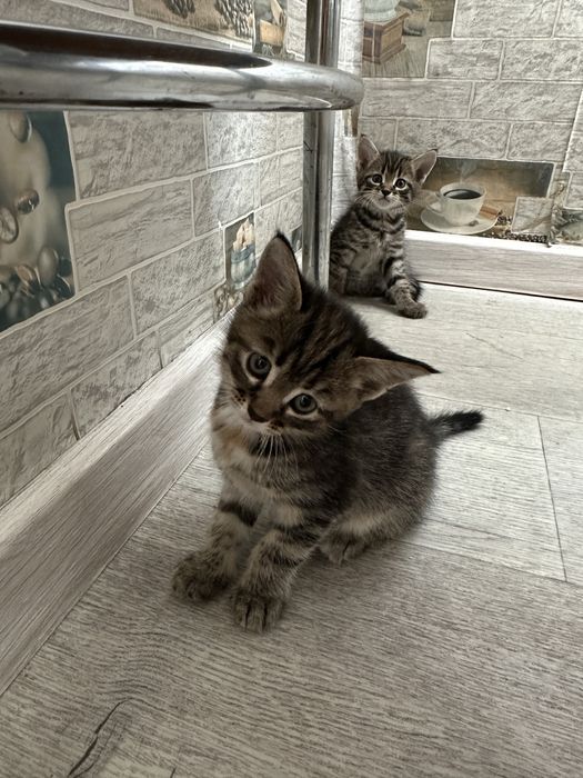 Отдам котят в добрые руки