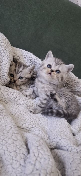 Британские короткошерстные котята