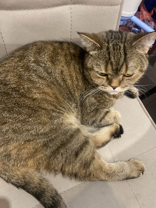 Шотландка стерилизованная