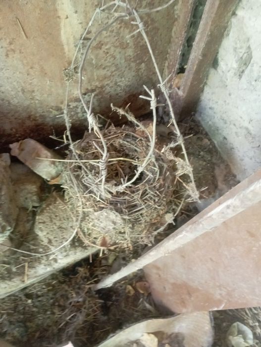 Калючая проволка