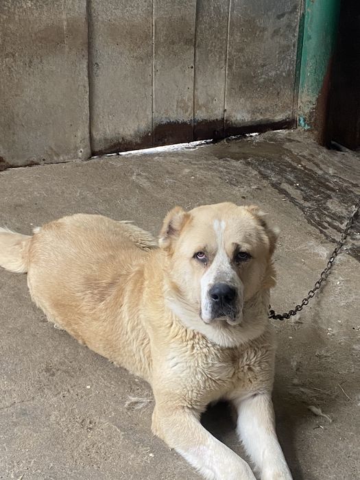 Продам Алабая , мальчик