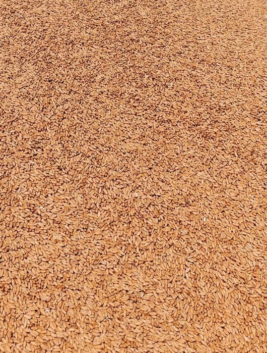Grâu furajer, triticale, ovăz negru