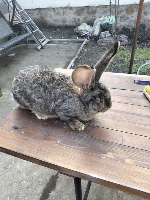 Uriaș german femela