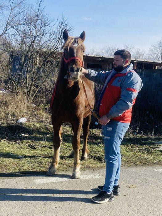 Manza de un an jumate