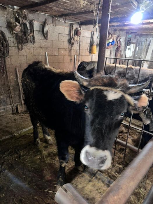 Продам тёлочек 2года