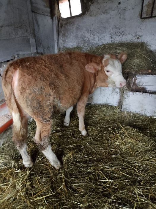 De vânzare 3 viței doi tăurași și o viațea