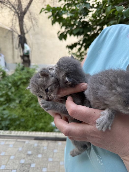 Продаются 4 серых котят
