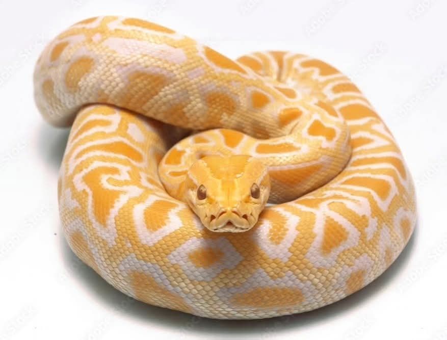 Бирмански Питон Албинос