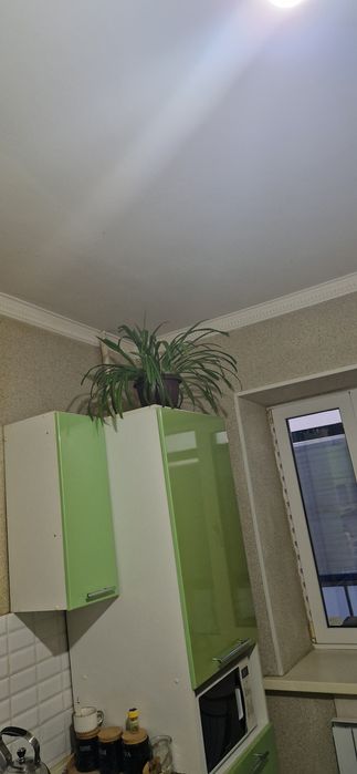 Продам комнатные цветы