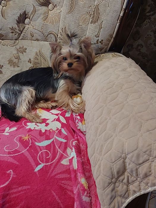 Щенки Мини Йорка