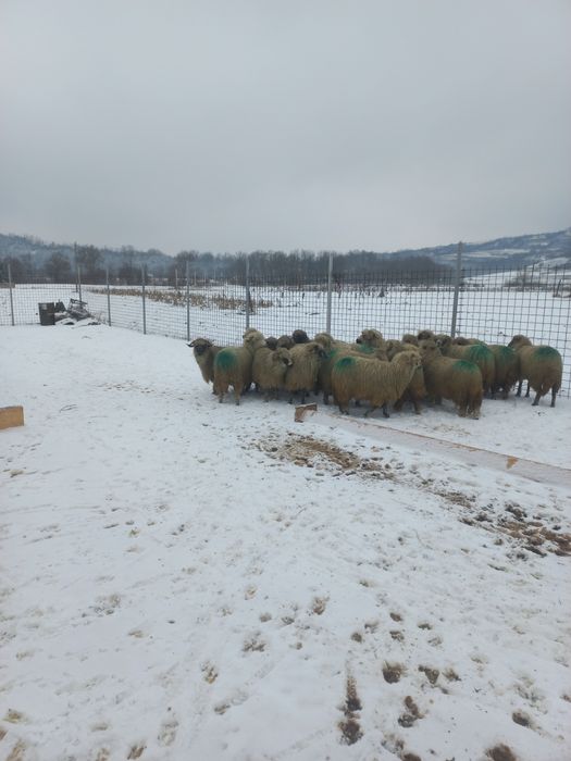 Oi îngrijite de vânzare