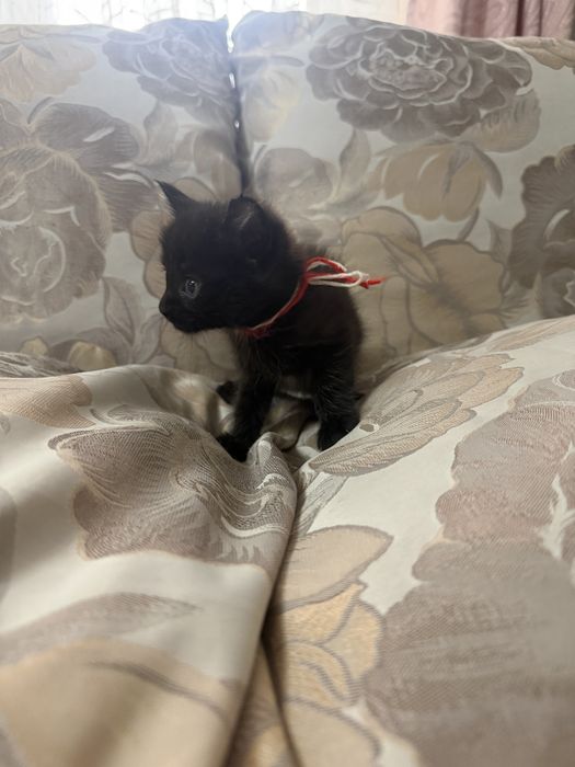Котенок мейн-кун бесплатно