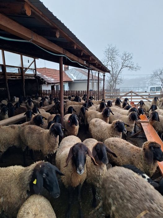 Vând oi bune de ținut fatate și nefatate