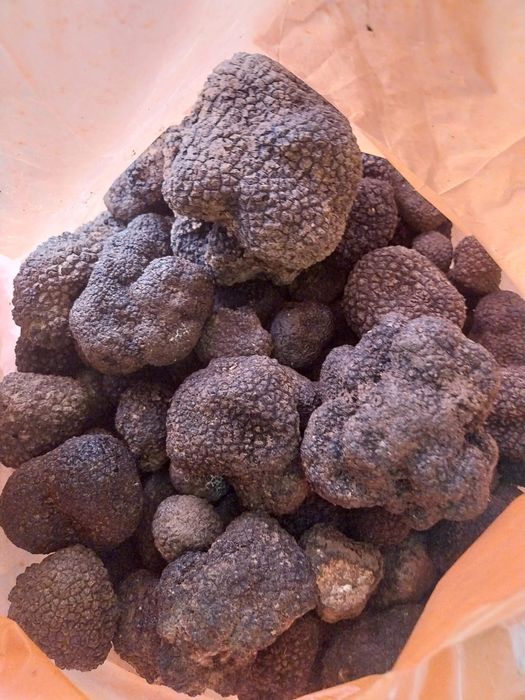 Vând trufe proaspete freș trimit și prin curier