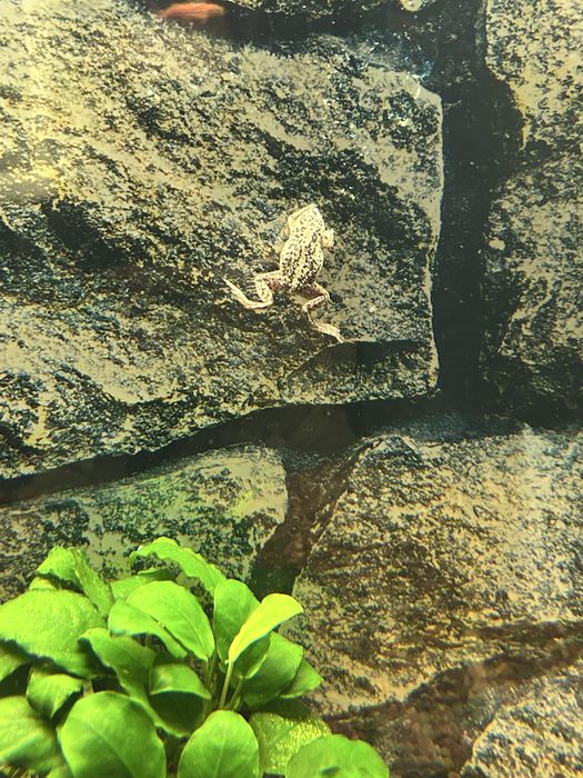 Продаю подводных лягушек