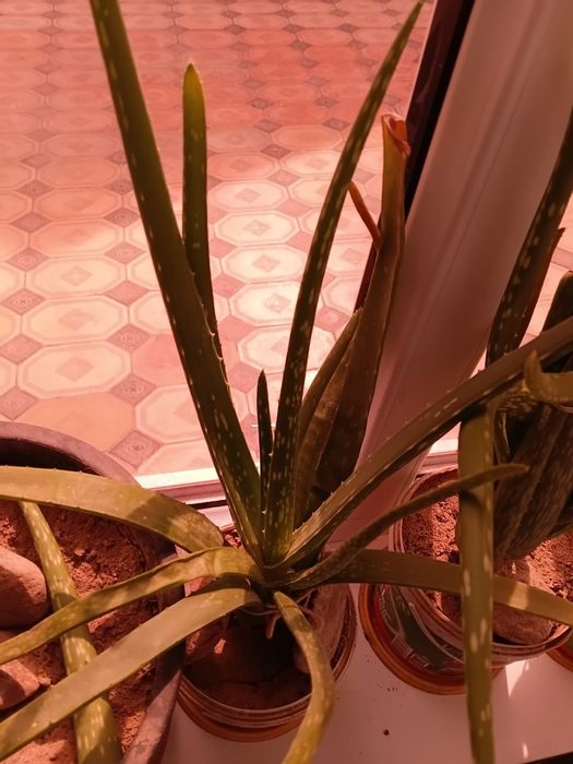 Лечебный алоэ сатылады