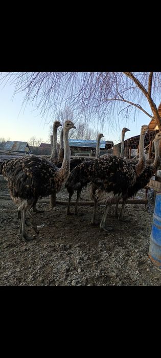 Se vand struti Nandu !