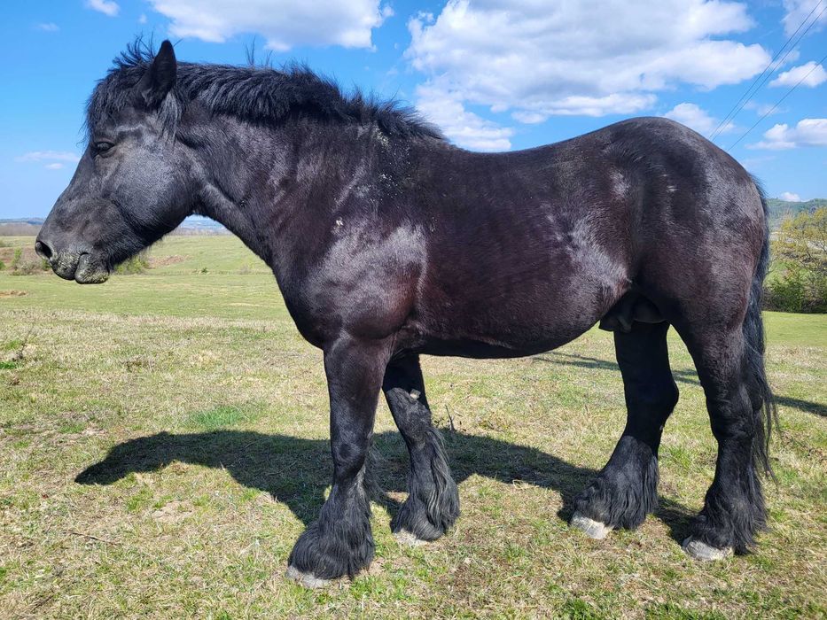 Cai de vânzare, iepe gestante, mânze
