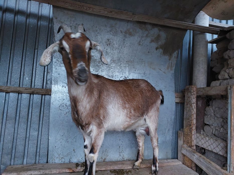 Сүтті ешкілер сатылады