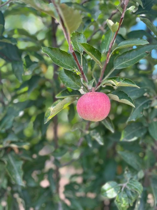 Продается  дом в мкр Коктем