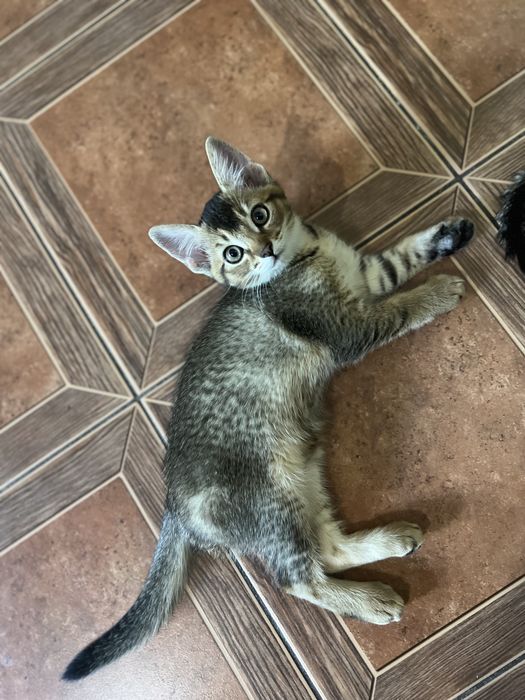 Котята редкой породы Чаузи