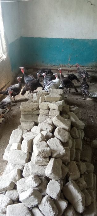 Makiyon kurkalar sotiladi