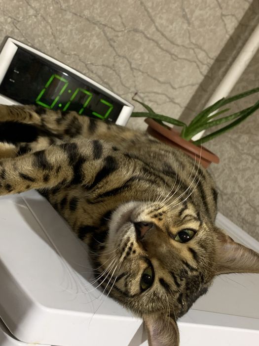 Продам «Бенгальскую» кошку