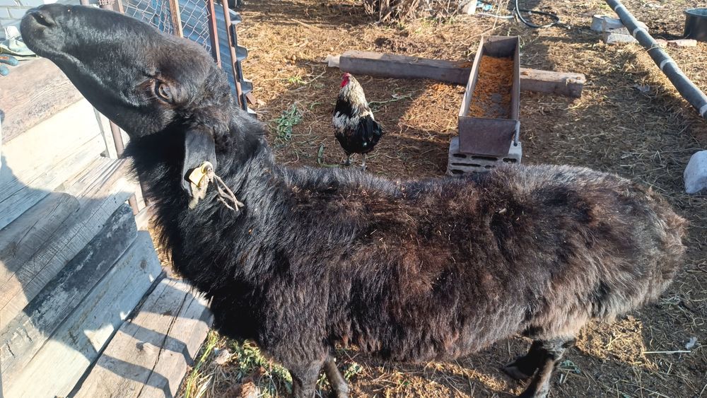 Продам кошкара !