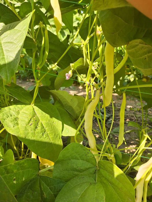 Seminte de fasole roză pe par