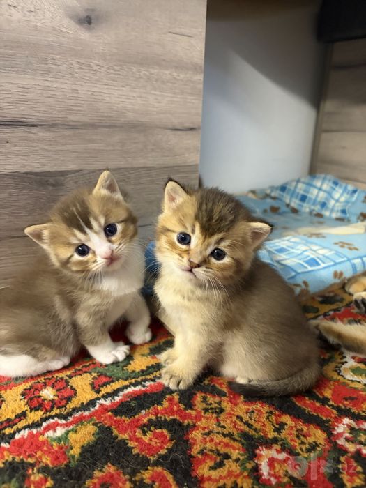 Ласковые котята ищут новый дом