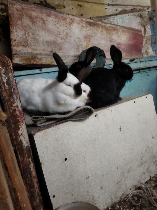 Жас қояндар калиф