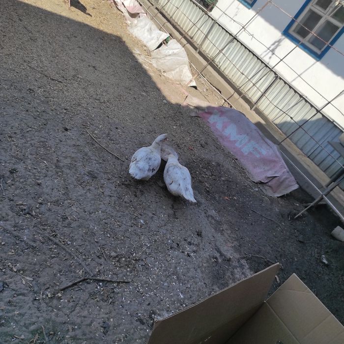 Яйца на инкубацию