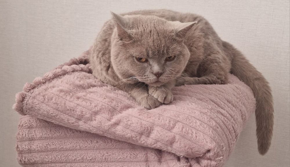 Котик британский.
