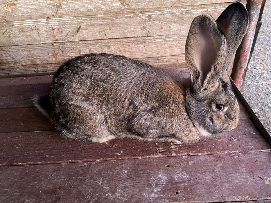 Vând Mascul Uriaș German