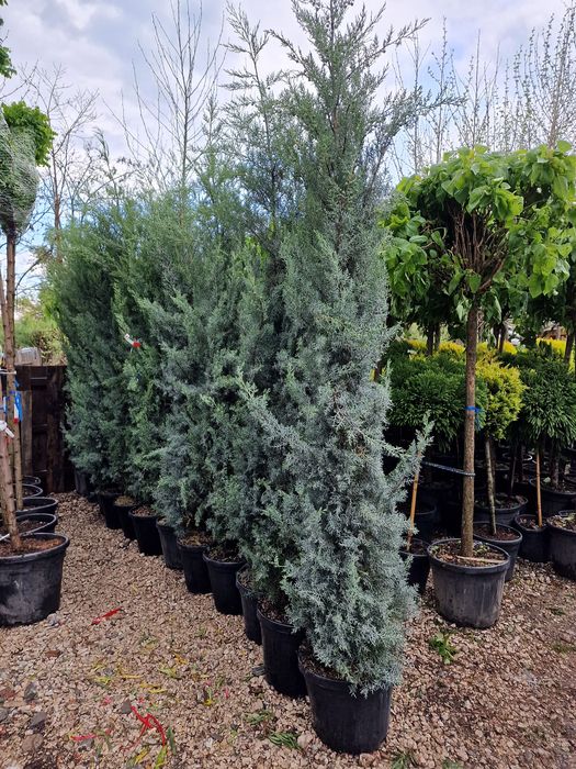 Photinia, catalpa, tuia, chiparos leylandii, plante ornamentale