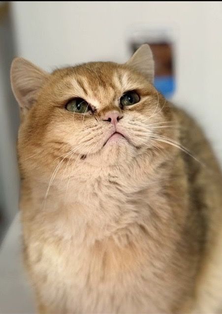 ВЯЗКА. Британский шиншилла. Мушук чатиштириш