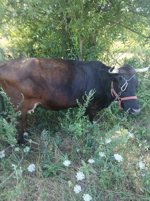 Vaca de  vanzare