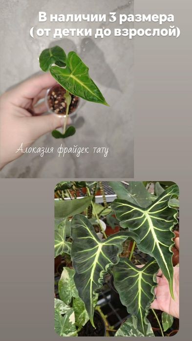 Алоказия Фрайдек тату