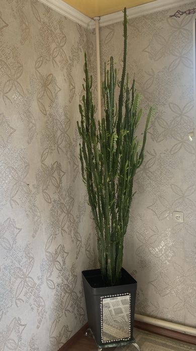 Продается молочай высотой 2.60