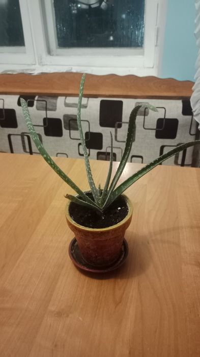 Продам алоэ вера