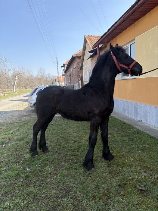 Manji Frisian barok de vanzare .