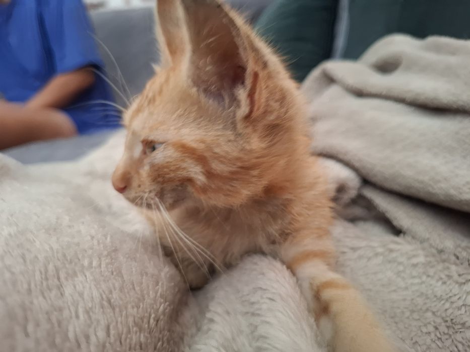 Baby Yoda Jucăuș pt adopție