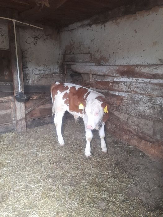 Vând 2 vitele belgiene și Taur baltat