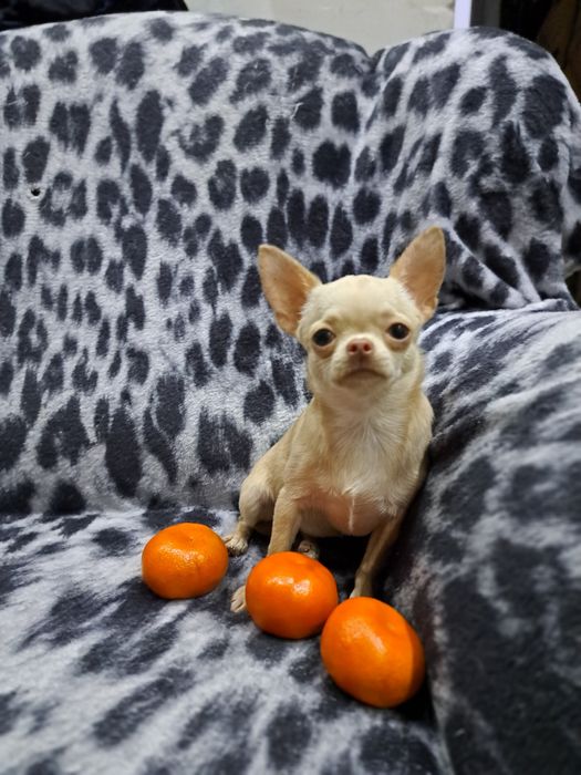 Вязка мини Чихуахуа