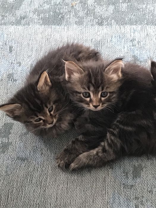 продаем 2 котят!можно купить одного из них.