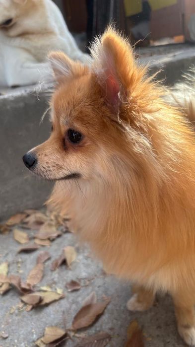 Пропала собака украли