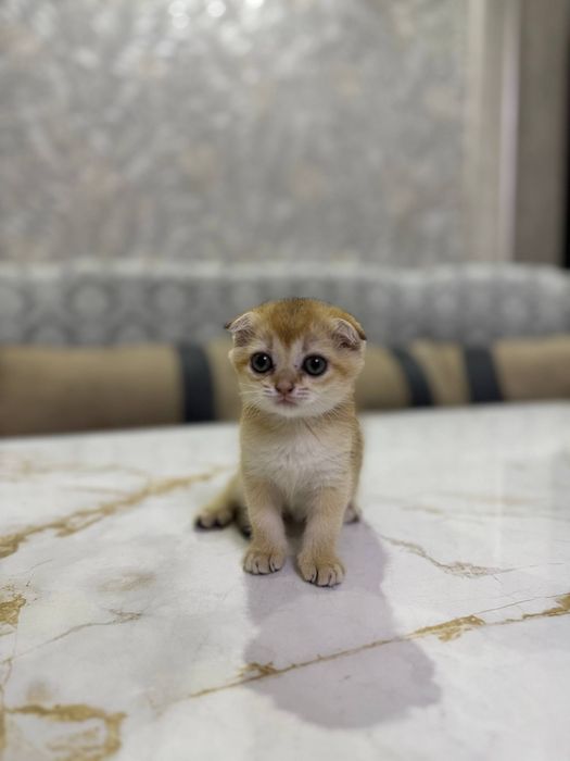 Шиншилла котёнок
