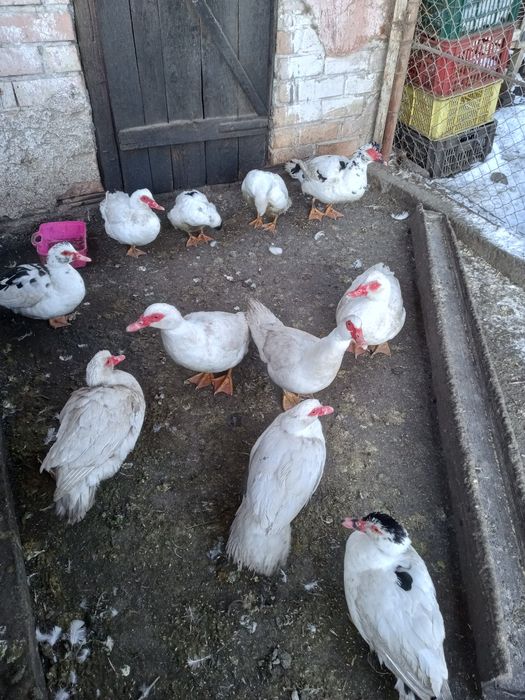 Vând rate mute tinere