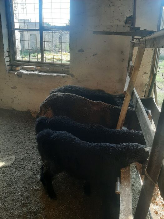 Ona Bola qöylar hisori