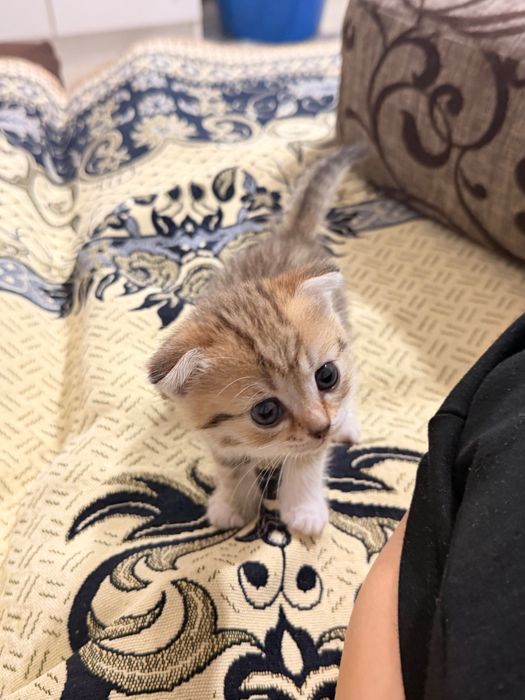 Веслоухий котенок